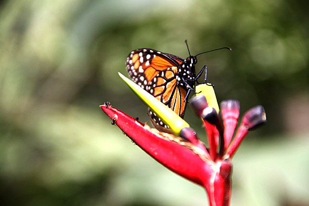 Read more about the article Biocenter Güembé – Butterfiles, Birds and Swimming