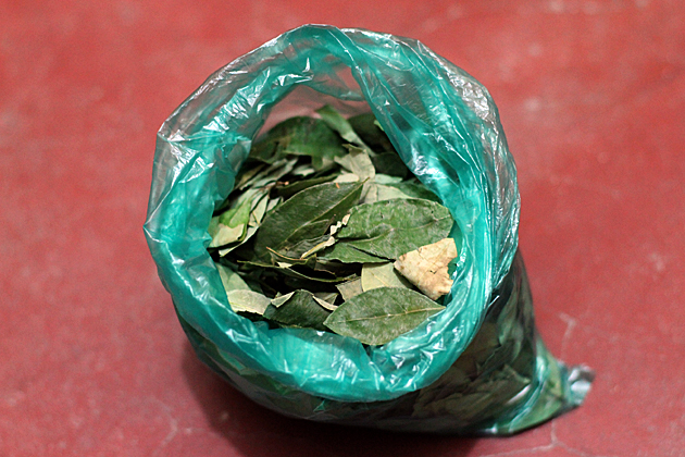 Coca Plants In Bolivia