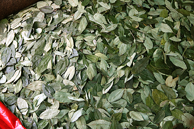 Read more about the article The Unfairly Maligned Coca Leaf